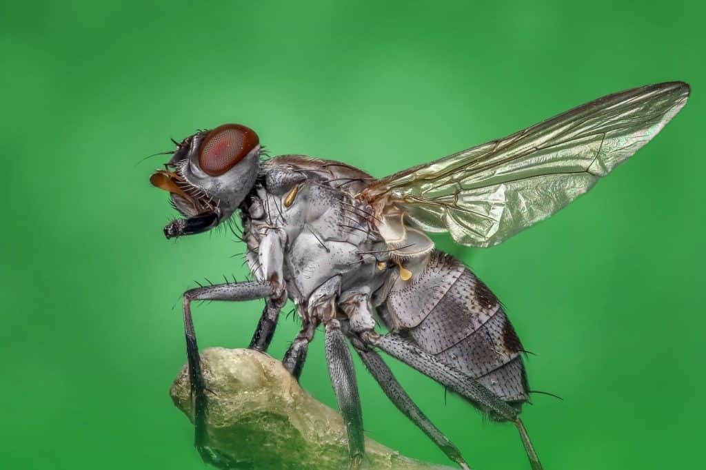 זבוב