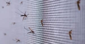 הגנה על הילדים מפני תאונות נפילה ועקיצות יתושים